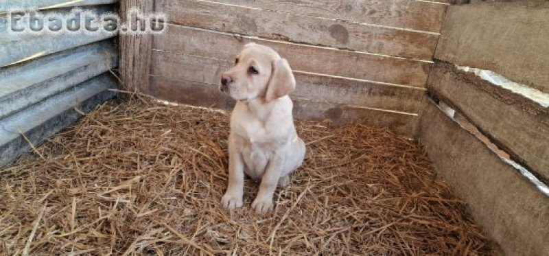 Labrador eladó