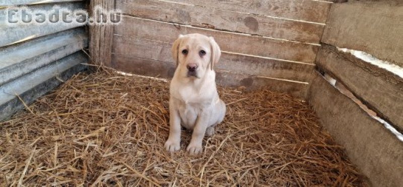 Labrador eladó