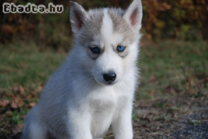 Gyönyörű fajtatiszta SZIBÉRIAI HUSKY kölykök