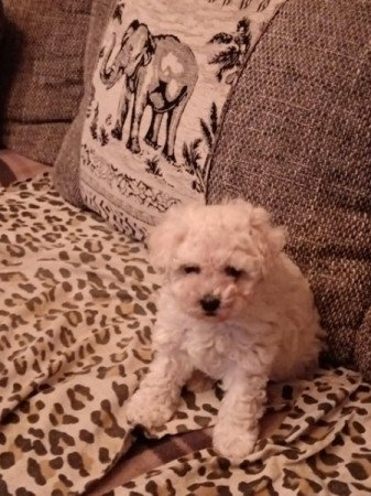 Bichon Havanese