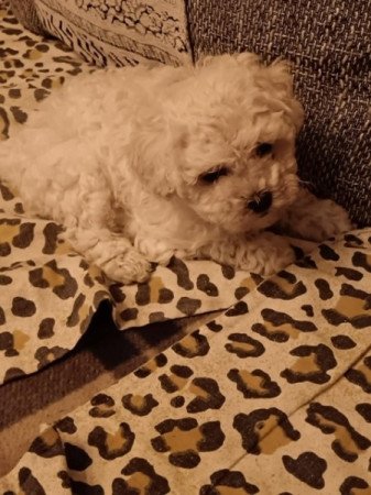 Bichon Havanese