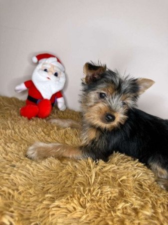 Yorkshire terrier