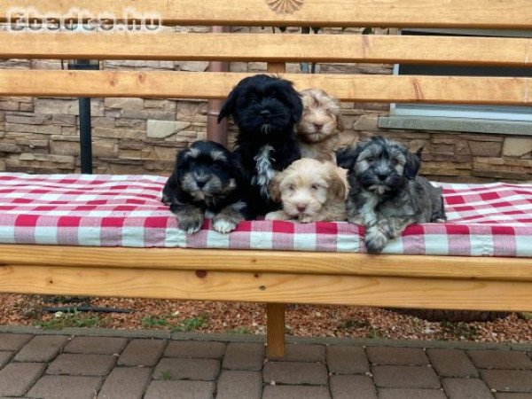 Gyönyörű bichon havanese kiskutyák eladóak!