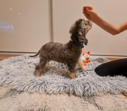 Bedlington Terrier