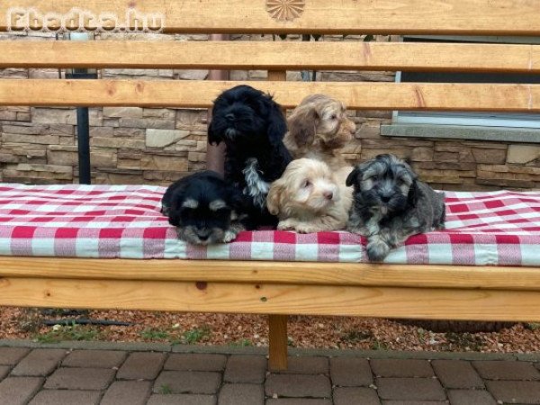 Gyönyörű bichon havanese kiskutyák eladóak!