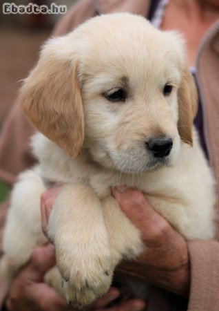 Gyönyörű Golden Retriever kölykök