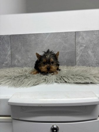 Yorkshire terrier