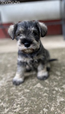 Miniature Schnauzer