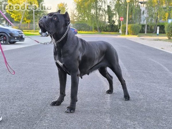 Felnőtt 2.5 éves Cane Corso szuka