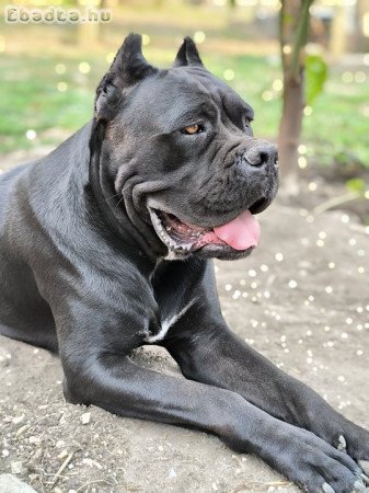 Felnőtt 2.5 éves Cane Corso szuka