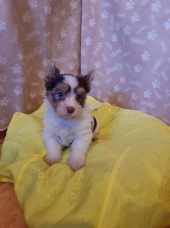 Yorkshire terrier biewer csoki