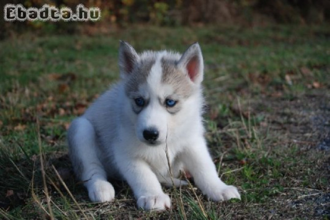 Gyönyörű fajtatiszta SZIBÉRIAI HUSKY kölykök