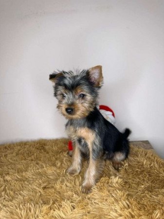 Yorkshire terrier