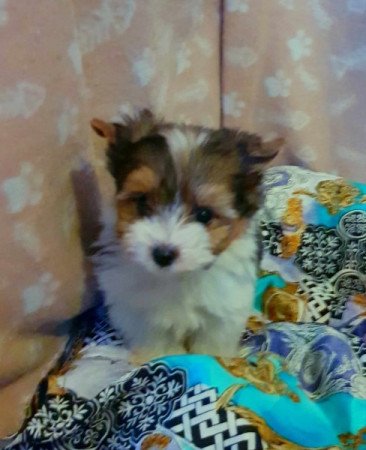 Yorkshire terrier biewer MINI