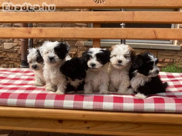 Gyönyörű bichon havanese kiskutyák eladóak!