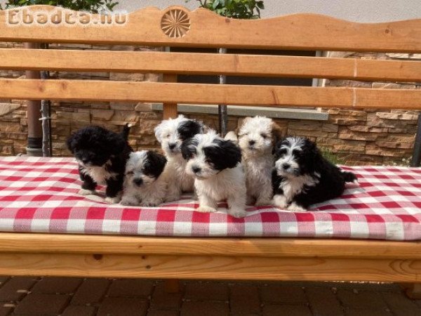 Gyönyörű bichon havanese kiskutyák eladóak!