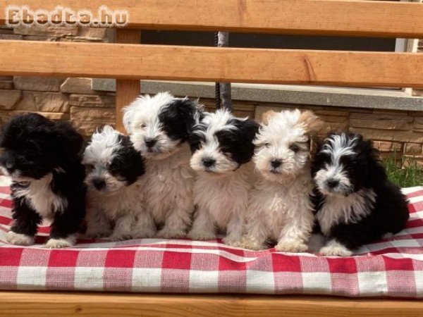 Gyönyörű bichon havanese kiskutyák eladóak!