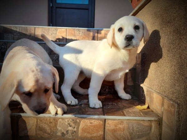 Labrador retriever