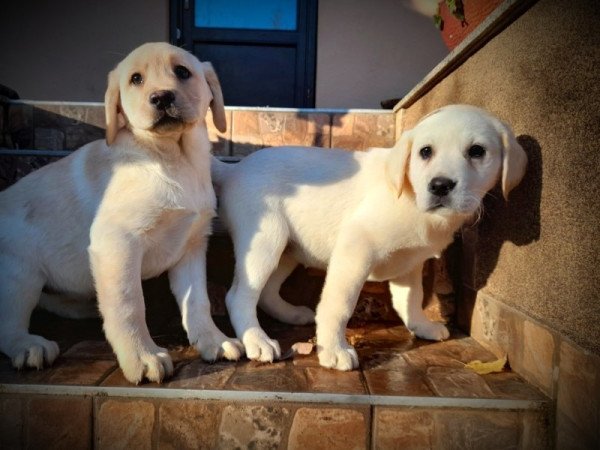 Labrador retriever