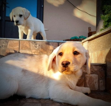 Labrador retriever