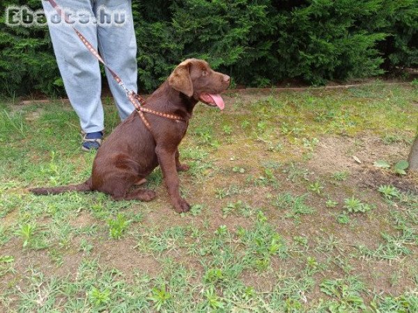 Labrador retriever jellegű kiskutya gazdára vár