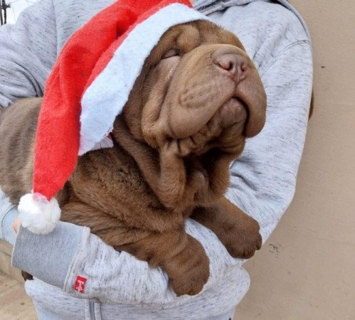 Shar pei sharpei shar-pei