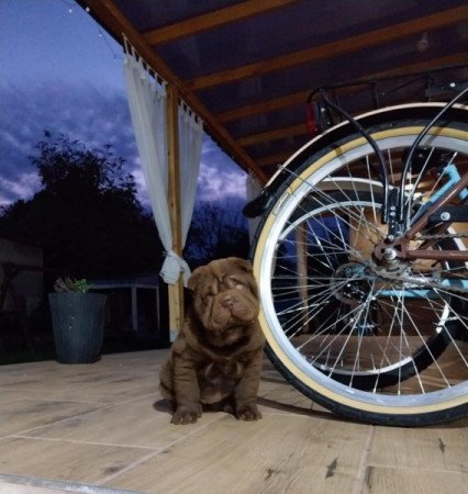 Shar pei sharpei shar-pei