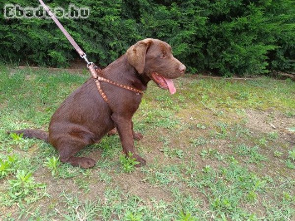 Labrador retriever jellegű kiskutya gazdára vár