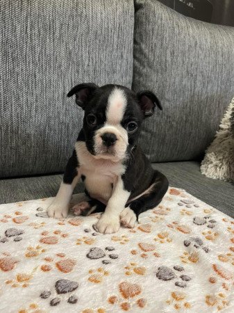 Boston Terrier babák