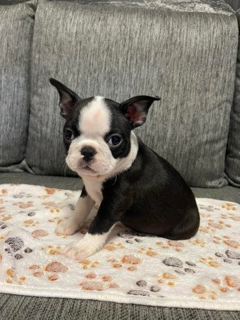 Boston Terrier babák