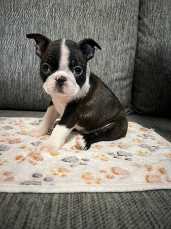 Boston Terrier babák