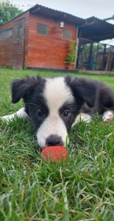 Border collie fajtatiszta jellegū kölykök eladok