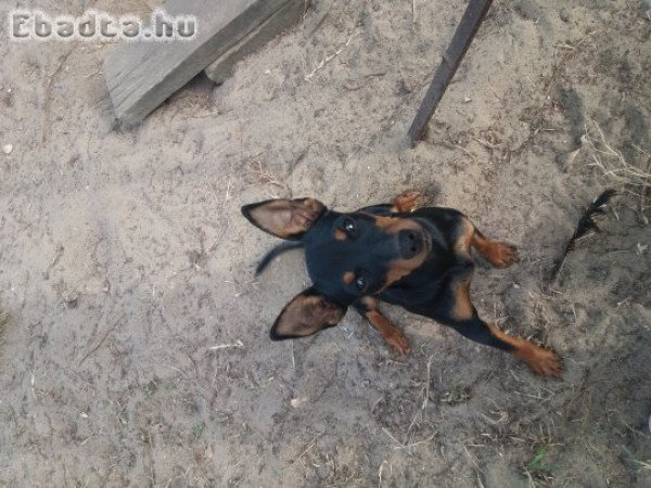 Őzpincser szuka kiskutya eladó