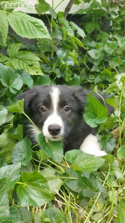 Border collie fajtatiszta jellegū kölykök eladok