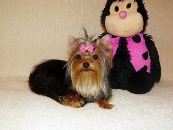 Yorkshire Terrier, Yorki