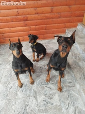 Doberman kölyök 15 hetes