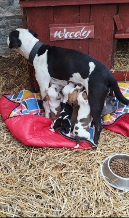 Amerikai staffordshire terrier