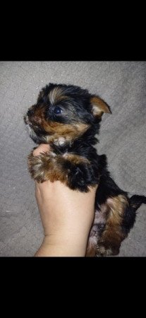 Yorki terrier