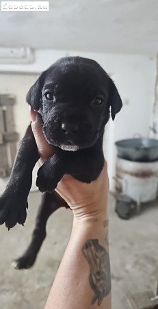 Cane corso jellegű kiskutyák