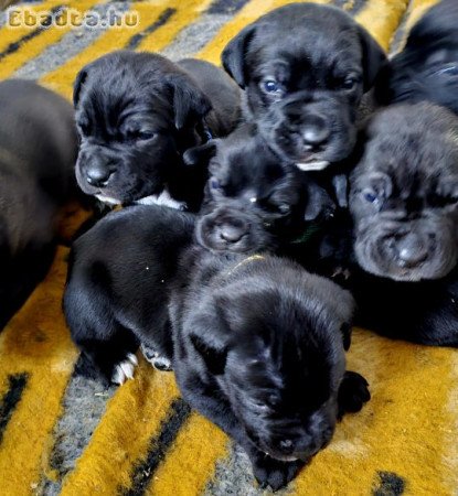 Cane corso jellegű kiskutyák