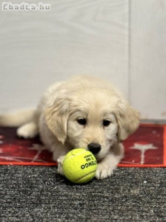 Golden Retriever kutyusok (9 hetesek)