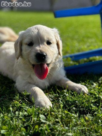 Golden Retriever kutyusok (9 hetesek)