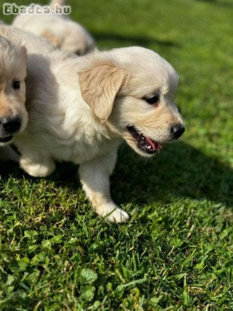 Golden Retriever kutyusok (9 hetesek)