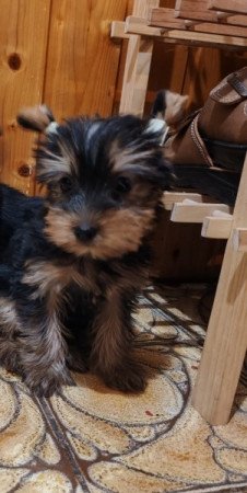 Yorkshire terrier