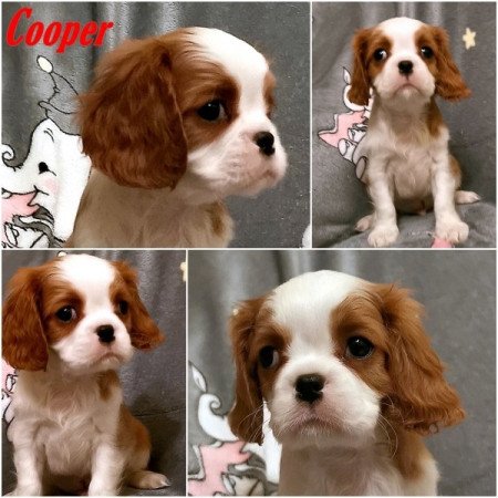 cavalier king charles spániel