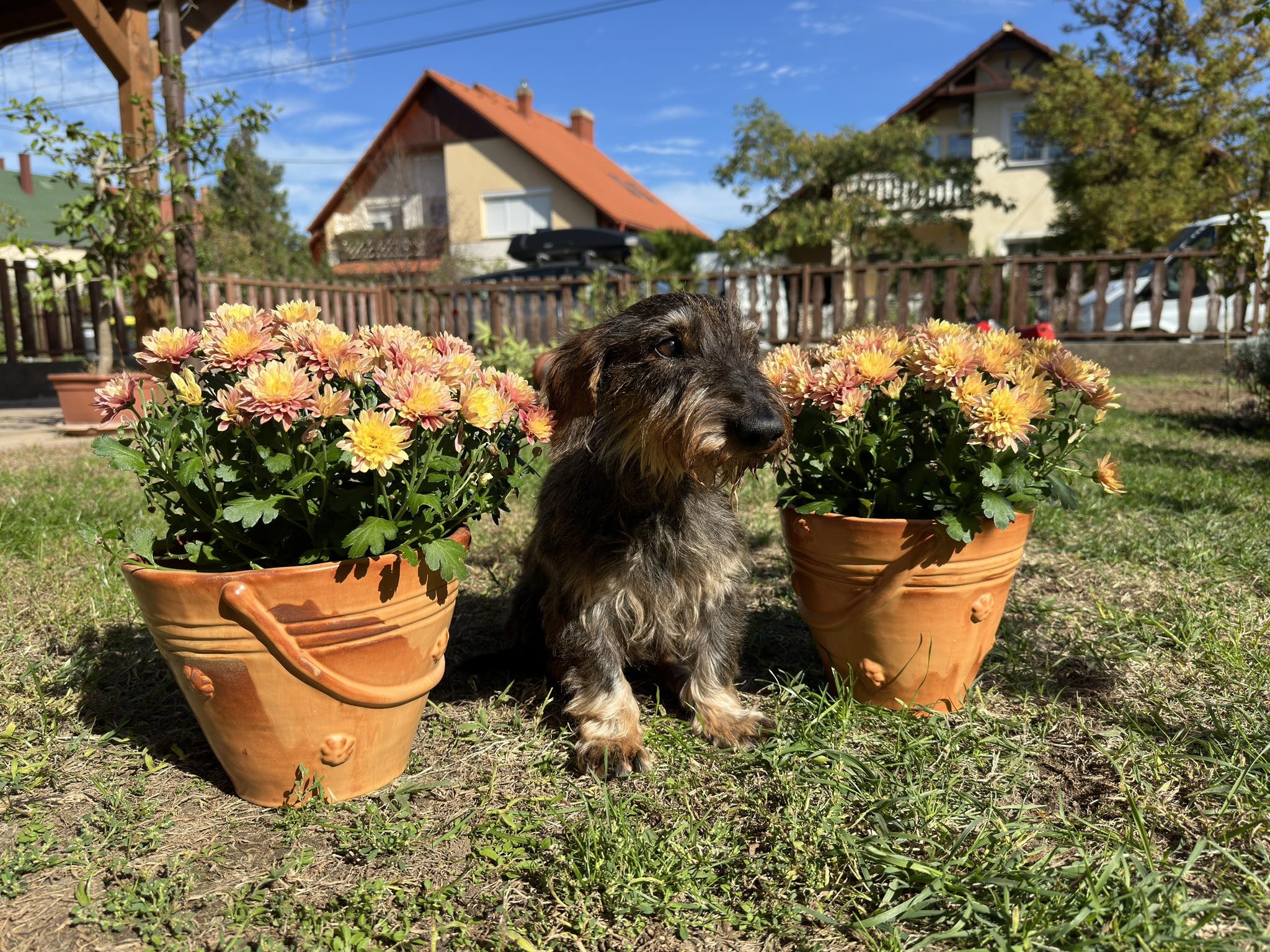 Kutyakapcsolat - Kutyaoktatás Paks