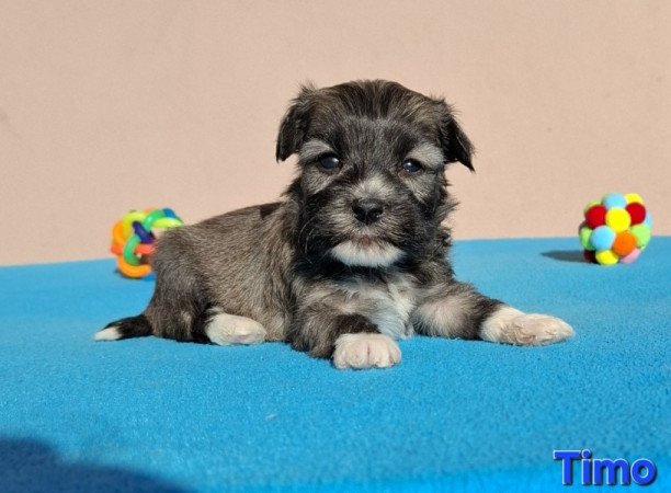 Bichon havanese