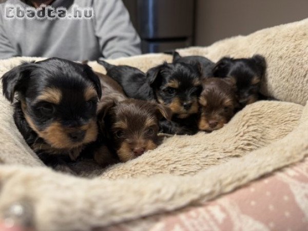 Yorkshire Terrier