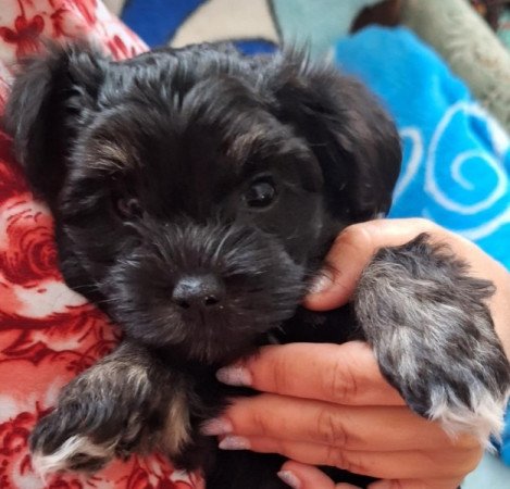 Bichon Havanese