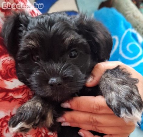 Bichon Havanese